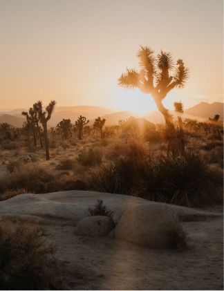 Sonnenuntergang in der Wüstenlandschaft von Joshua Tree